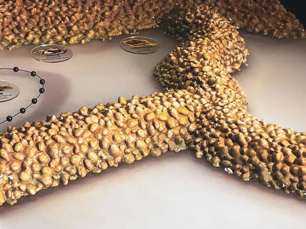 Environmental Conservation Organization | Xinwu Stone Fish Weir Model — project photograph 4