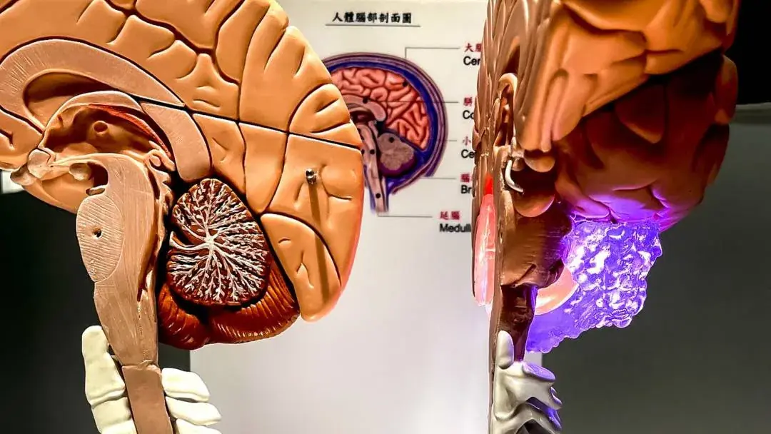 Brain Cutaway | Interactive Medical Concept Model